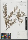 Foto von Salix alba L.